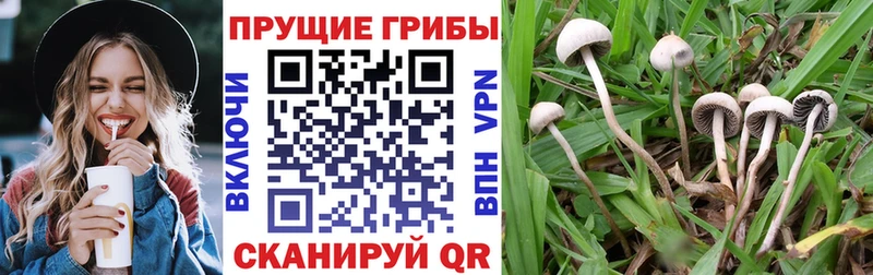 где купить наркоту  Гороховец  Псилоцибиновые грибы мухоморы 